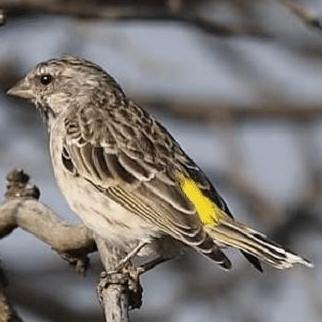 TERBARUUU burung blackthroat jantan rajin ngeriwik pilihan