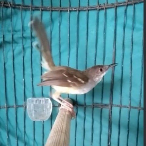 Jayus - Burung Ciblek Semi Gacor