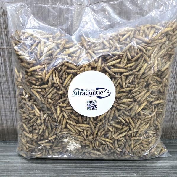 MAGGOT KERING 500GR LARVA BSF MAGOT PAKAN IKAN KOI BURUNG AYAM