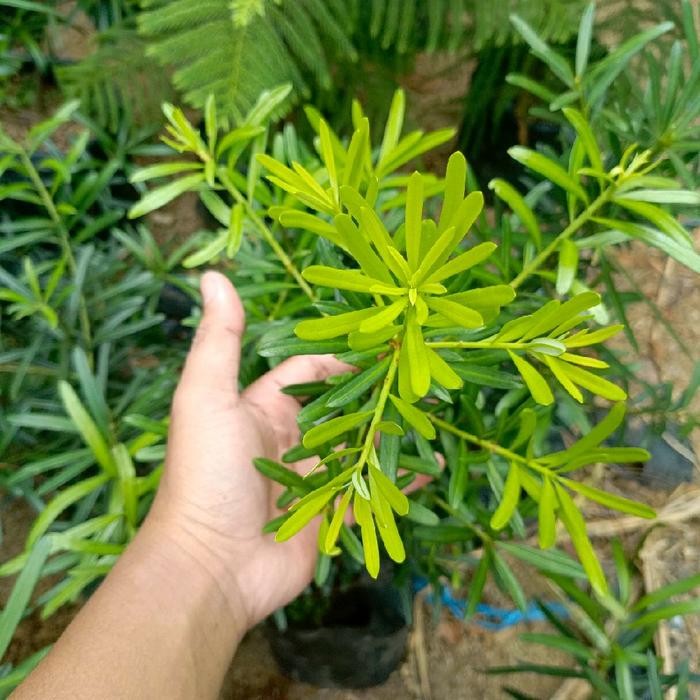 

tanaman lohansung bibit tanaman hias lohansung pohon lohansung