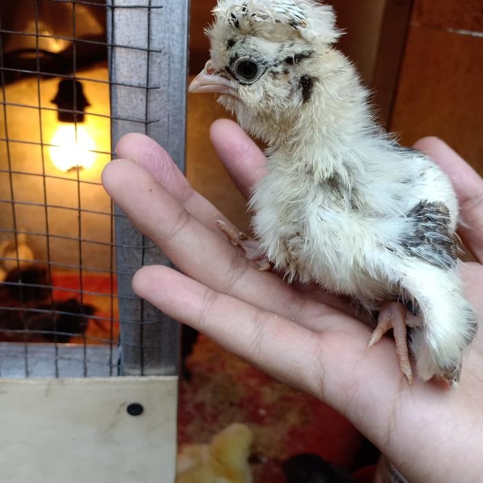 

ayam polandia - ayam polan - ayam hias