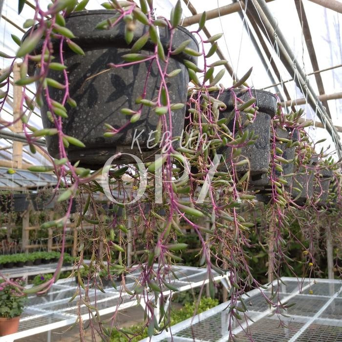 SM- Tanaman Hias Sukulen Ruby Necklace / String Of Ruby Necklace