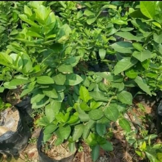 Jlterang Pohon Jeruk Nipis-Jeruk Nipis Jumbo Sudah Berbuah