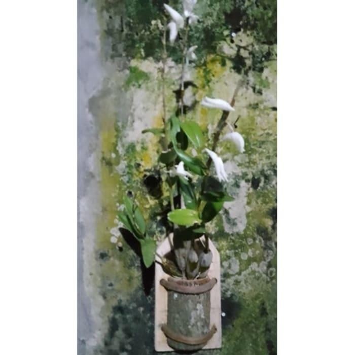 NEW anggrek merpati+pot tempel. kayu akar rirtda 3426zw