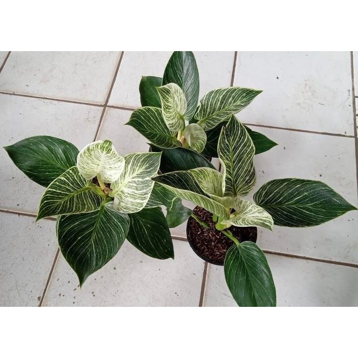 PROMO Philodendron Birkin Rimbun SEPERTI FOTO DENGAN POT TAWON PUTIH UE460