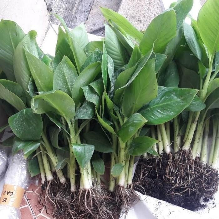 Bibit Benih Biji Pisang Bonsai Mini Import isi 10 Biji