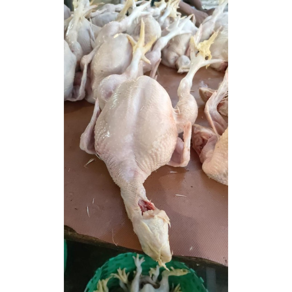 

Pilihan- Ayam Segar Per Ekor Ayam 1 Ekor
