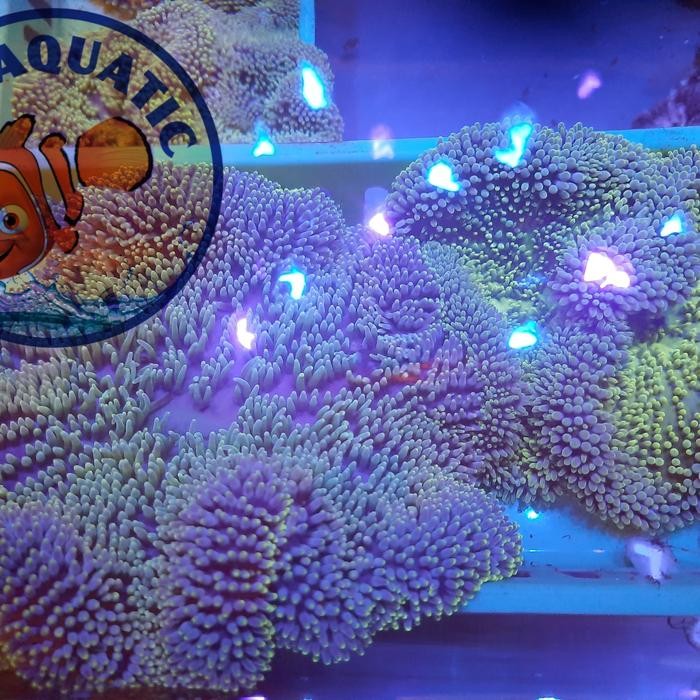 Pilihan- Anemon Karpet