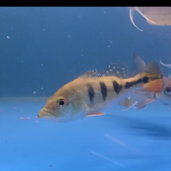 PBASS MONOCULUS PREDATOR FISH