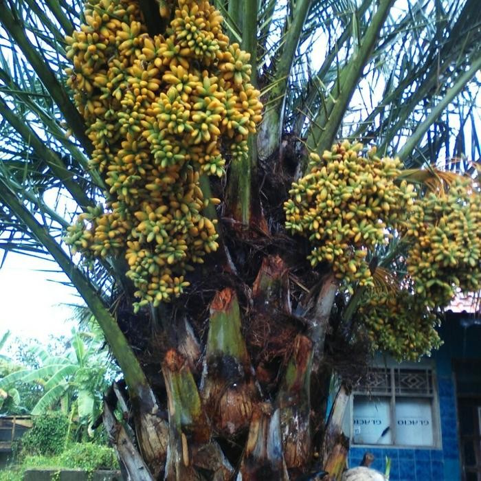

pohon kurma sudah ada bunga/calon buah