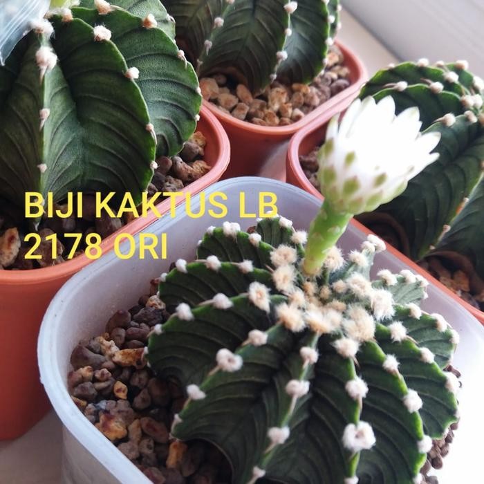 ID BIJI KAKTUS LB2178 ORI