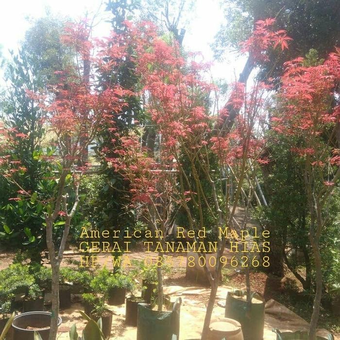 Pohon American Red Maple/Maple Amerika Daun Merah
