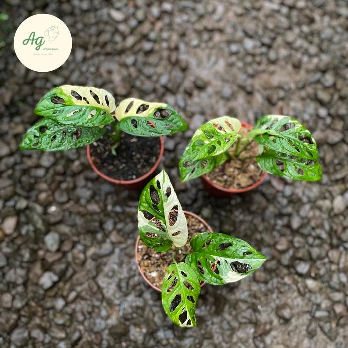 [ monstera adansonii variegata jepang ]