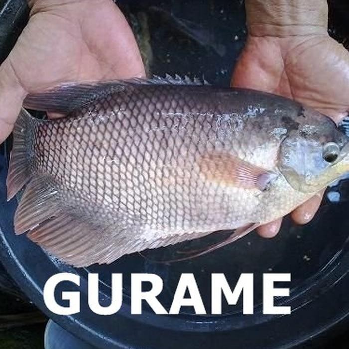 Eat77- Ikan Gurame Segar 1Kg Ikan Air Tawar Ikan Fresh 1 Kg Khusus Bandung