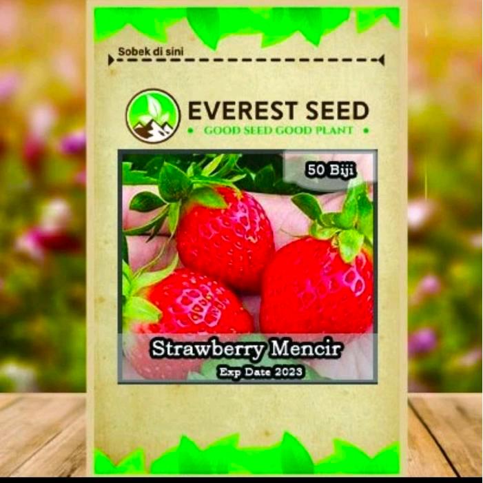BIBIT F1 BENIH STRAWBERRY MENCIR EVEREST SEED