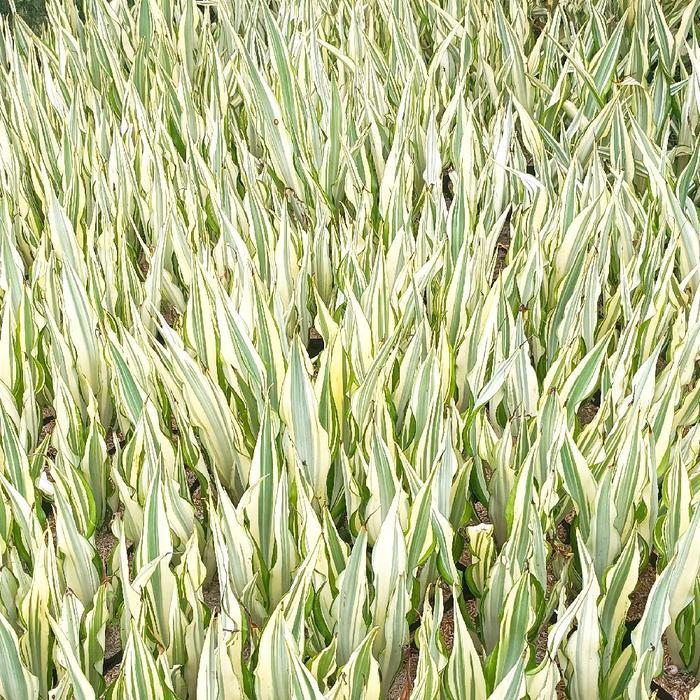 tanaman hias agave putih ( agave )