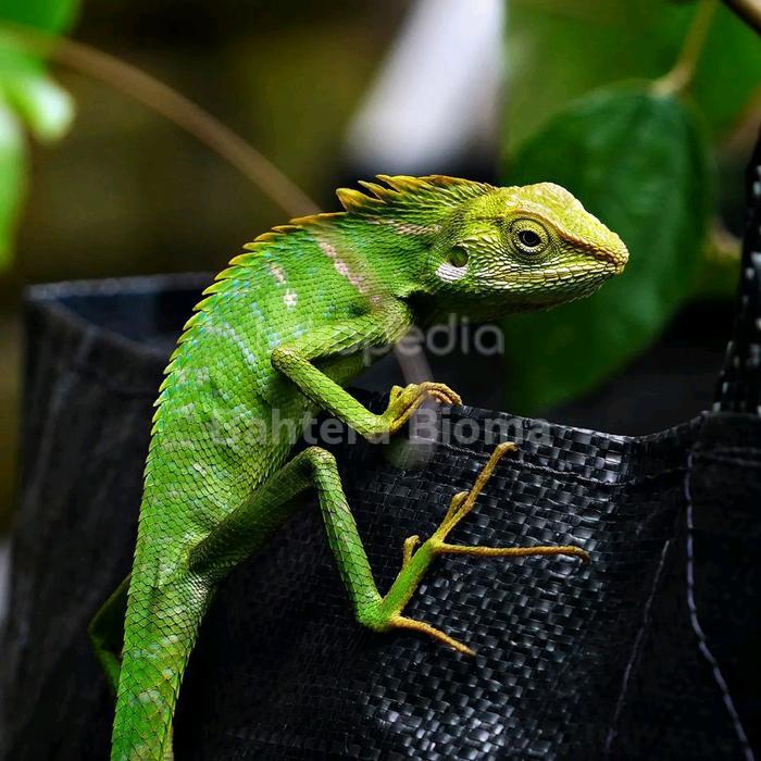 Ready Terlaris Calotes Versicolor (Bunglon) Promo Murah