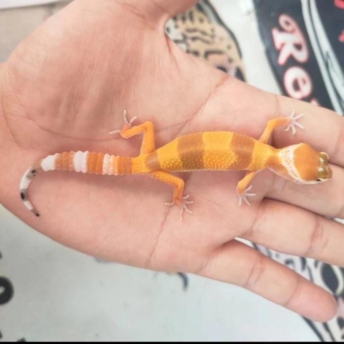 Leopard Gecko SHTCT 1.5-2bulan, bs pilih gender
