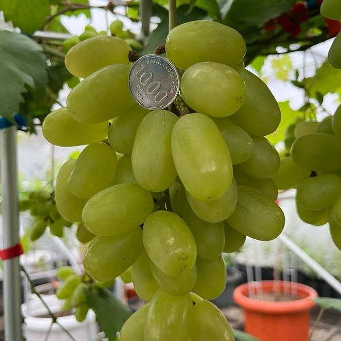 

BIBIT ANGGUR TRANSFIGURATION BY TAMAN ANGGUR PONJAY