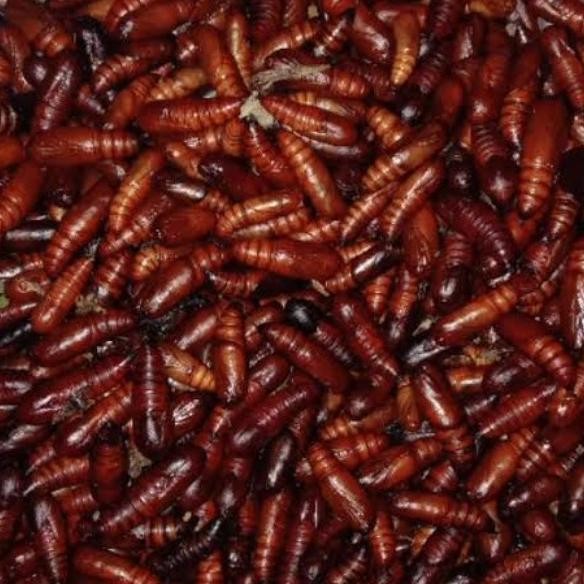 

DISKON entung goreng mete Wonogiri,sangat lezat di ni nasi dan sambal.50g READY STOCK