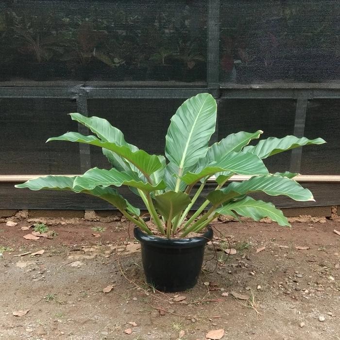 Jlterang Philodendron Melonii