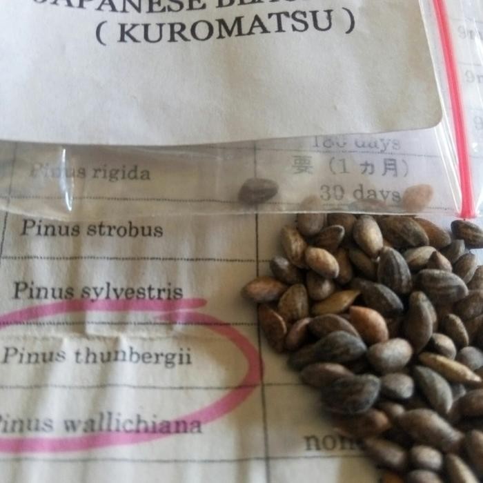 PRODUK TERBATAS bibit black pine / pinus tunbergii