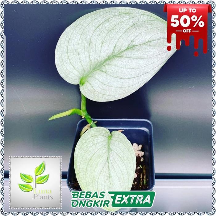 MURAH scindapsus silver hero platinum - tanaman scindapsus silver platinum