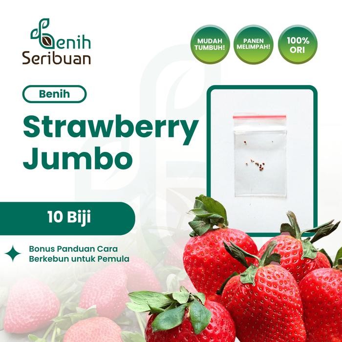 KOMPLIT 10 Benih Strawberry Jumbo Import Bibit Buah Stroberi California Unggul