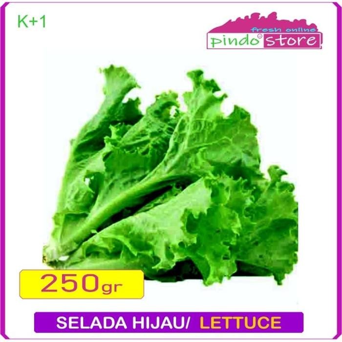 

Pilihan- Selada Hijau / Sayur Selada Keriting / Lettuce / Sayur Selada Lalapan Segar