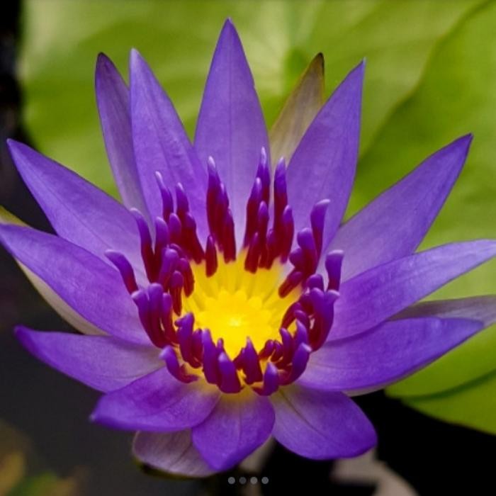 Tanaman bunga teratai air - teratai air