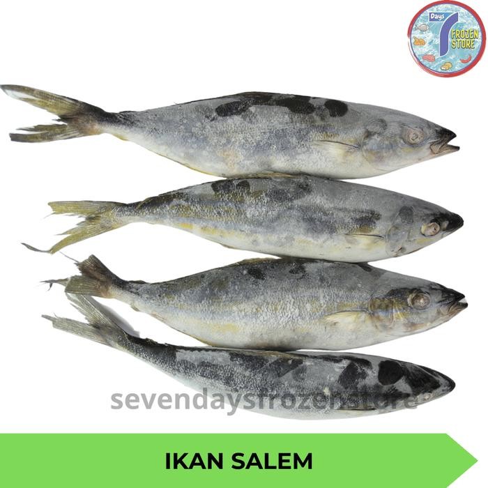 Pilihan- Ikan Salem Frozen Beku Frozen Kemasan 1 Kg