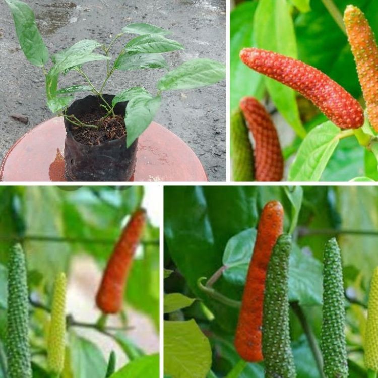 Terlaris - 50 Bibit Benih Cabe Jawa