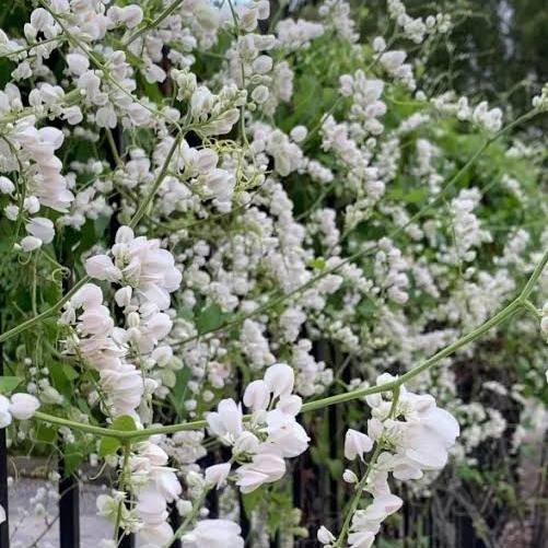 RJ Bunga Air Mata Pengantin Putih (AMP) Dewasa Rimbun