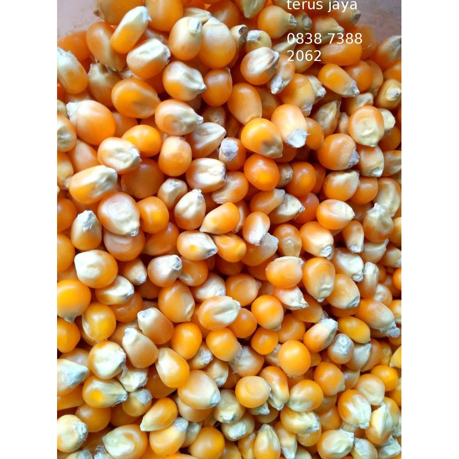 JAJANAJA- Popcorn Mushroom Kiloan Preferred Jumbo Mushroom Poprcorn