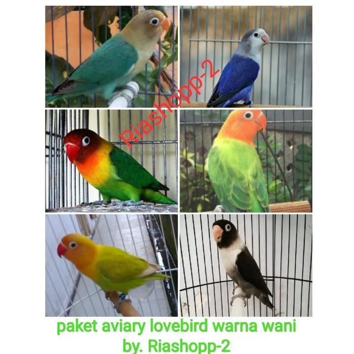 DISKON burung paket aviary lovebird warna warni 6ekor READY STOCK