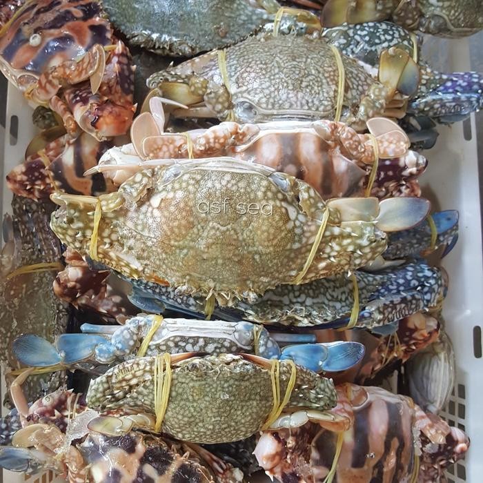 Eat77- Rajungan Kepiting Fresh Frozen