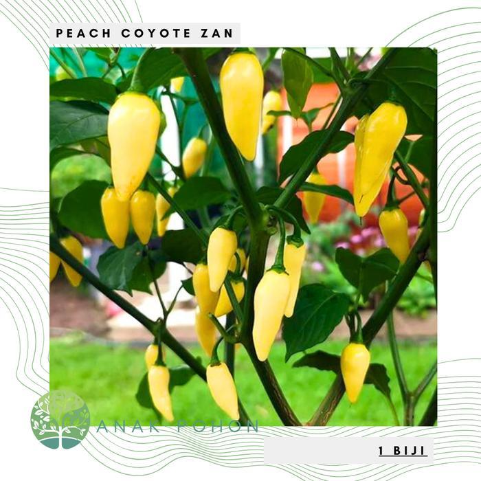Benih Bibit Biji - Cabai Peach Coyote Zan (Cabe Buah Sangat Produktif) Pepper Seeds Benih Biji