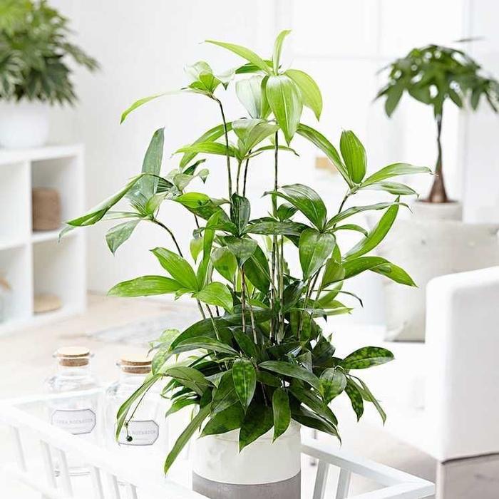 Tanaman dracena surculoca - dracena bambu - dracena hijau dewasa