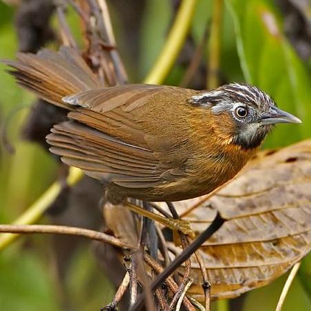 TERBARUUU burung tepus lurik kecil pilihan