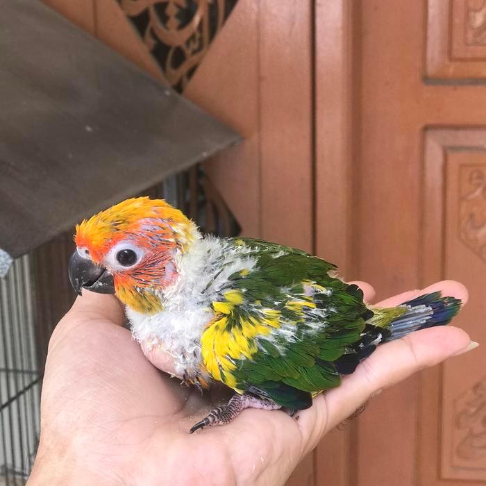 Jayus - Baby Sc / Sun Conure Semi Hy / High Yellow