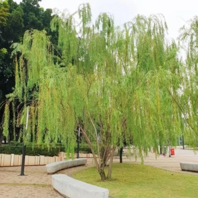 

Pohon liang liu jandamerana