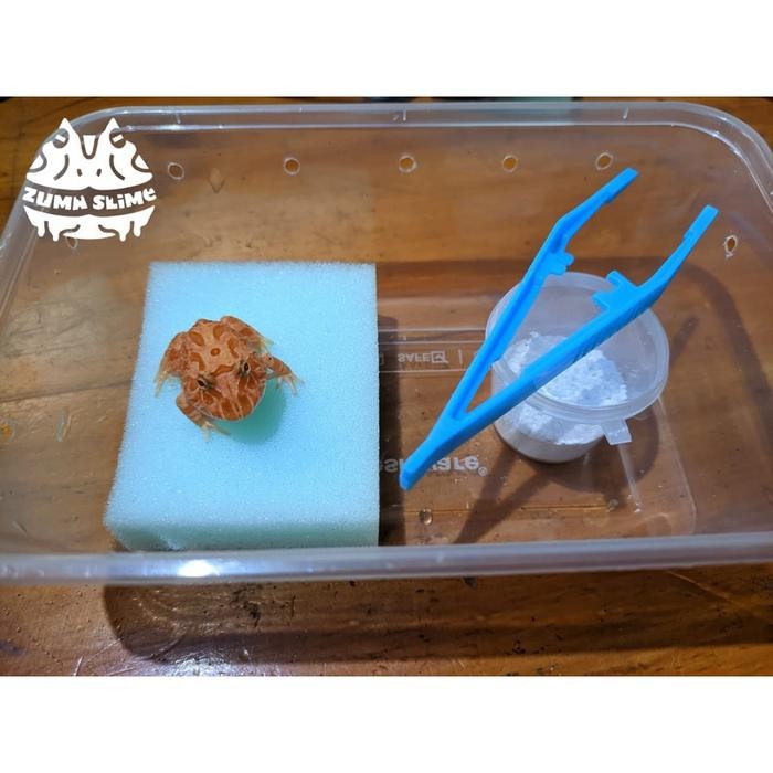 kodok pacman frog all variant warna