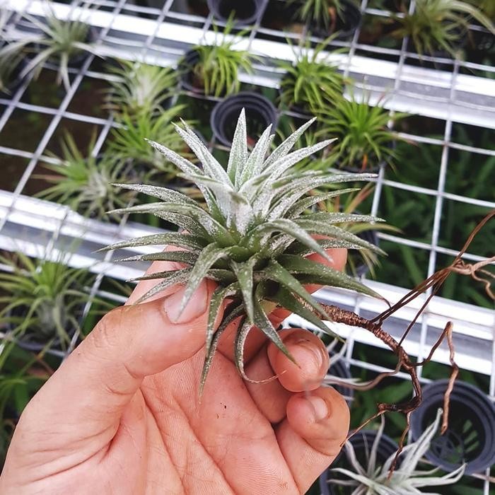 SM- Tanaman Tillandsia Ionantha Vanhyningii/Tanaman gantung/Tanaman Hias