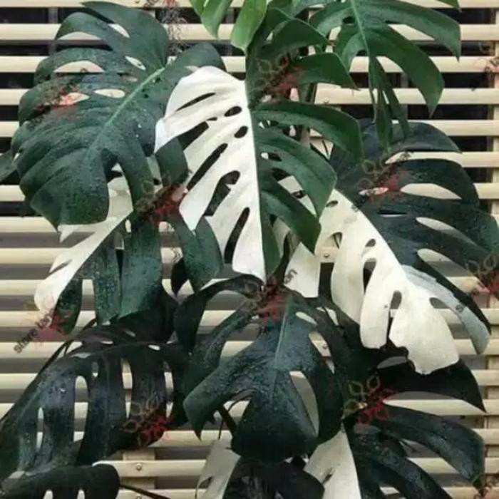 Jlterang Monstera King Varigata Bonggol