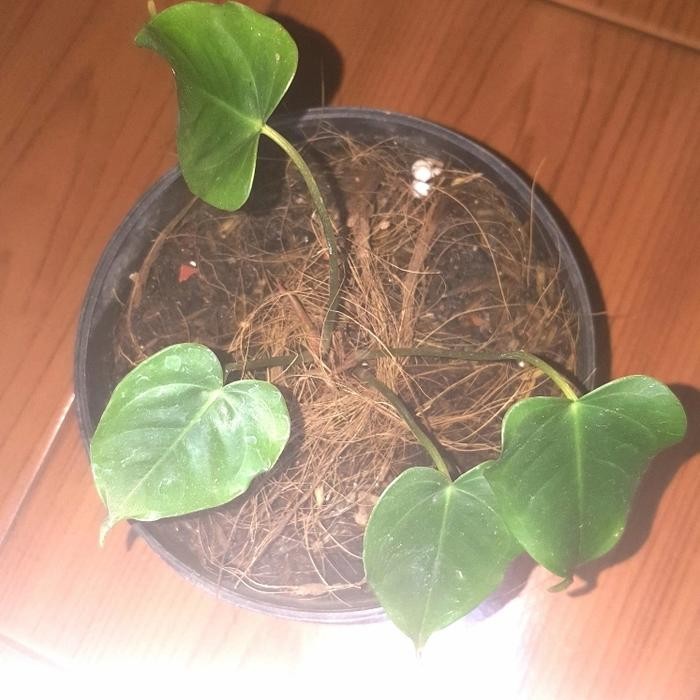 TERJAMIN baby anthurium veitchii original king veitchii