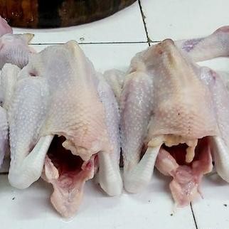 Pilihan- Ayam Kampung Segar 1 Ekor