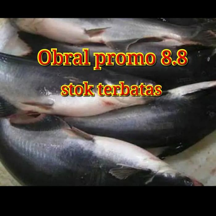

Pilihan- Ikan Patin Segar Fres