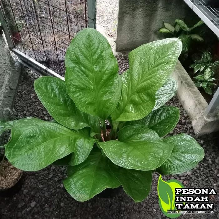 Anthurium Jemani Supernova - Anthurium Supernova Ori- Supernova Anthurium