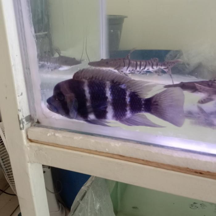 IKAN FRONTOSA BURUNDI SIZE 20-21CM