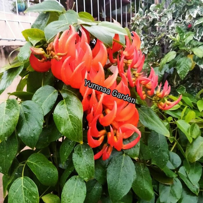 Flame Of Irian & Bibit Tnaman Flame Of Irian Pasti Ori